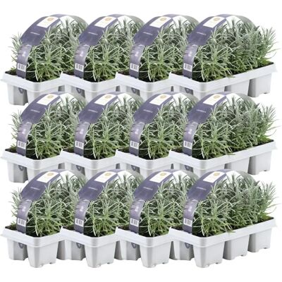 Lavandes de Frank - 72 Plantes résistantes au froid - 72 x 7cm - 15cm - Publicité Lavandes de Frank - 72 Plantes résistantes au froid - 72 x 7cm - 15cm - Publicité