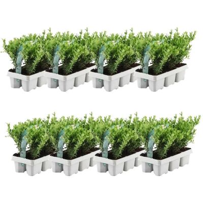 Frank - 48 Arbres à haie résistants au froid - 48 Plantes - Publicité Frank - 48 Arbres à haie résistants au froid - 48 Plantes - Publicité