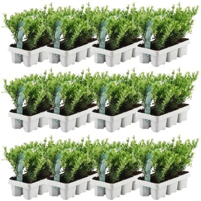 Plants by Frank - 72 plantes de houx résistantes - 72cm - Publicité Plants by Frank - 72 plantes de houx résistantes - 72cm - Publicité