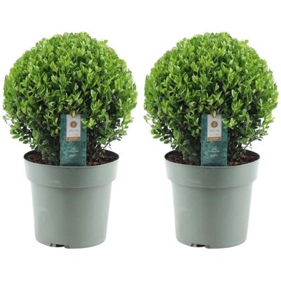 Frank Echte Ilex crenata 'Jenny' - 2x Arbustes Persistants Sphériques - 25cm - Publicité Frank Echte Ilex crenata 'Jenny' - 2x Arbustes Persistants Sphériques - 25cm - Publicité