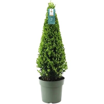 Frank Echte Pyramid Ilex crenata Jenny - Arbuste à haie persistante - Publicité Frank Echte Pyramid Ilex crenata Jenny - Arbuste à haie persistante - Publicité