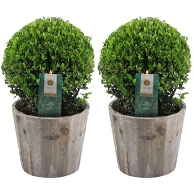 Ensemble de Boules d'Ilex crenata 'Jenny' de Frank - Plante de jardin - Publicité Ensemble de Boules d'Ilex crenata 'Jenny' de Frank - Plante de jardin - Publicité