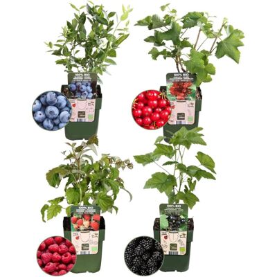 Ensemble de Plantes Fruitières Biologiques Frank - 4 Variétés - 20cm - Ø13cm - Plante de Jardin - Publicité Ensemble de Plantes Fruitières Biologiques Frank - 4 Variétés - 20cm - Ø13cm - Plante de Jardin - Publicité