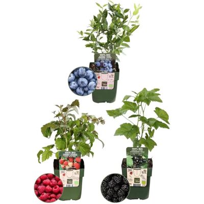 Plants by Frank Ensemble de plantes fruitières BIO de 3 variétés - Publicité Plants by Frank Ensemble de plantes fruitières BIO de 3 variétés - Publicité