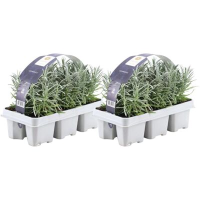Plantes de Lavande Frank - 12 Lavande Résistante - Plantes de Jardin - Publicité Plantes de Lavande Frank - 12 Lavande Résistante - Plantes de Jardin - Publicité