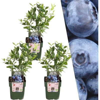 Plants de Myrtilles - 3 Variétés Biologiques - 20cm - Ø13cm - Jardin - Publicité Plants de Myrtilles - 3 Variétés Biologiques - 20cm - Ø13cm - Jardin - Publicité