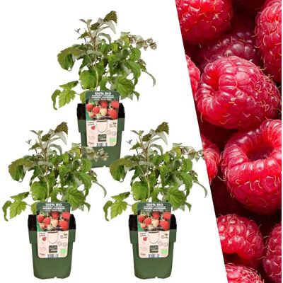 Plantes de Framboise Biologiques de Frank - 3 Pièces, 20cm, Ø13cm - Plante - Publicité Plantes de Framboise Biologiques de Frank - 3 Pièces, 20cm, Ø13cm - Plante - Publicité