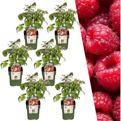 Plants by Frank Plantes de framboises biologiques - 6 pièces - 20cm - Ø13cm - Plante de jardin - Publicité Plants by Frank Plantes de framboises biologiques - 6 pièces - 20cm - Ø13cm - Plante de jardin - Publicité