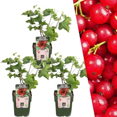 Plants by Frank - Plants de groseille biologique - Plantes résistantes pour jardin - Publicité Plants by Frank - Plants de groseille biologique - Plantes résistantes pour jardin - Publicité