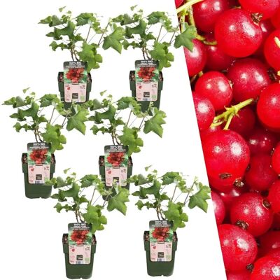 Plants de groseille biologique Frank - 6 pièces, 20cm - Publicité Plants de groseille biologique Frank - 6 pièces, 20cm - Publicité