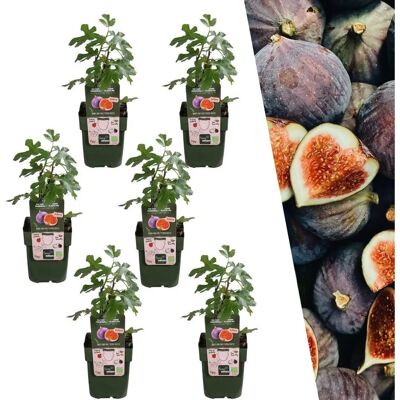 Figuiers biologiques Frank - Ensemble de 6 - 20cm - Résistants au gel - Plantes de jardin - Publicité Figuiers biologiques Frank - Ensemble de 6 - 20cm - Résistants au gel - Plantes de jardin - Publicité