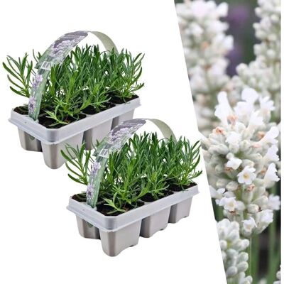 Ensemble de Lavandes Blanches de Frank - Plantes Vivaces, 12 x 7cm - Publicité Ensemble de Lavandes Blanches de Frank - Plantes Vivaces, 12 x 7cm - Publicité