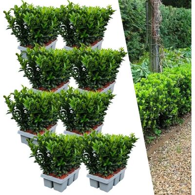 Plants by Frank 48 Plants de Haie Green Spire - Type de Produit - Publicité Plants by Frank 48 Plants de Haie Green Spire - Type de Produit - Publicité