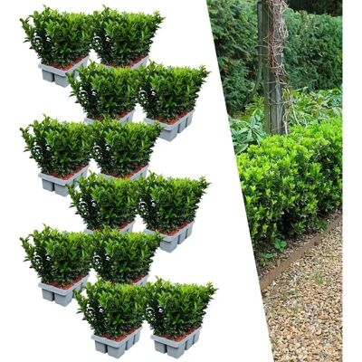 Plants by Frank - Euonymus Green Spire - Haie Dense - Persistant - Publicité Plants by Frank - Euonymus Green Spire - Haie Dense - Persistant - Publicité