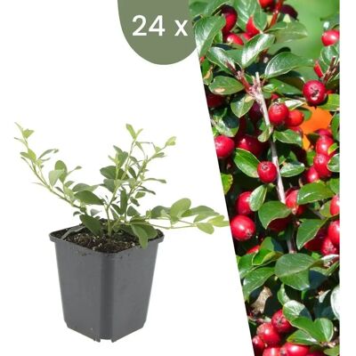 Frank Cotoneaster Dammeri - Plante vivace résistante au froid - 40cm - Publicité Frank Cotoneaster Dammeri - Plante vivace résistante au froid - 40cm - Publicité