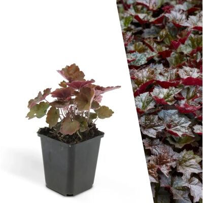 Frank - Heuchera micrantha Palace Purple - feuilles pourpres - Plant - Publicité Frank - Heuchera micrantha Palace Purple - feuilles pourpres - Plant - Publicité