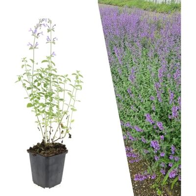Plante vivace Nepeta Walkers Low de Frank pour jardin - Publicité Plante vivace Nepeta Walkers Low de Frank pour jardin - Publicité