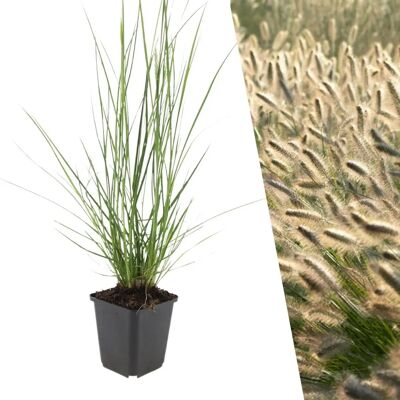 Frank Pennisetum Hameln - Plante vivace de jardin - Publicité Frank Pennisetum Hameln - Plante vivace de jardin - Publicité
