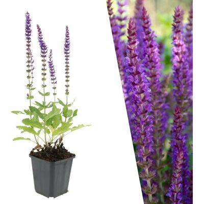 Frank - Salvia nemorosa'Ostfriesland' - Bleu - Plantes vivaces - Publicité Frank - Salvia nemorosa'Ostfriesland' - Bleu - Plantes vivaces - Publicité
