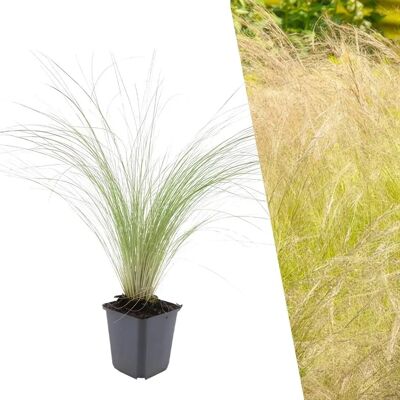Frank 6 Stipa Tenuissima Ponytails - Hardy Garden Plants - Publicité Frank 6 Stipa Tenuissima Ponytails - Hardy Garden Plants - Publicité