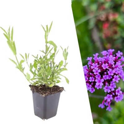Plants by Frank - Verbena Bonariensis - Résistante au froid - Perenne - 120cm - Plantes - Publicité Plants by Frank - Verbena Bonariensis - Résistante au froid - Perenne - 120cm - Plantes - Publicité