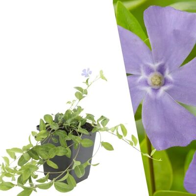 Plants by Frank - Vinca Minor - Couverture Résistante - Plantes Vivaces Persistantes - Publicité Plants by Frank - Vinca Minor - Couverture Résistante - Plantes Vivaces Persistantes - Publicité