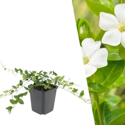 Frank Plantes de Couverture Blanche Neige - Plantes de Couverture du Sol - Publicité Frank Plantes de Couverture Blanche Neige - Plantes de Couverture du Sol - Publicité