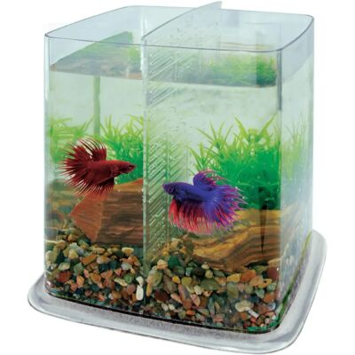 ICA Bettera Betta Battle Paradise 6.4 l - Aquarium ICA Bettera Betta Battle Paradise 6.4 l - Aquarium