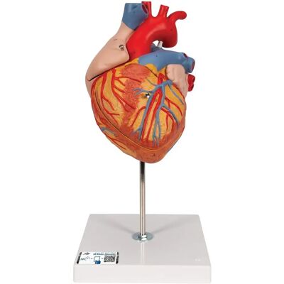 3B Scientific Human Heart Anatomy Model - 2x Enlarged, 4-Part + Free App 3B Scientific Human Heart Anatomy Model - 2x Enlarged, 4-Part + Free App