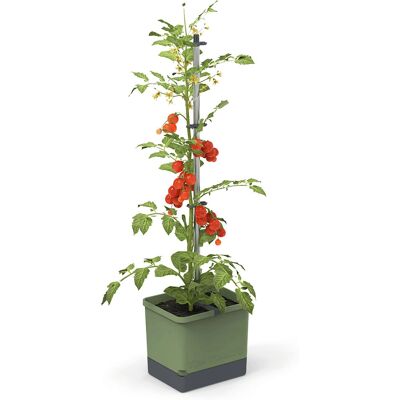 GUSTA GARDEN Tom Tomato Pflanzgefäß - Unterstützt gesundes Wachstum GUSTA GARDEN Tom Tomato Pflanzgefäß - Unterstützt gesundes Wachstum