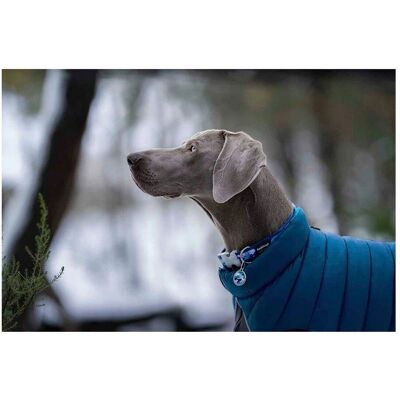 Red Dingo 45cm Turquoise Dog Coat Puffer - Dog Coat Red Dingo 45cm Turquoise Dog Coat Puffer - Dog Coat