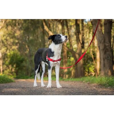 Red Dingo Dog Harness - 50-70 cm Red M Red Dingo Dog Harness - 50-70 cm Red M